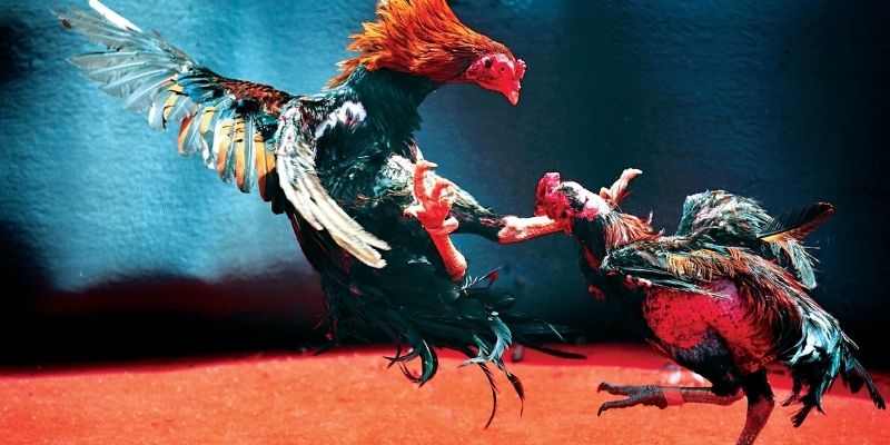 Những chia sẻ và kinh nghiệm của các chuyên gia về gà đá